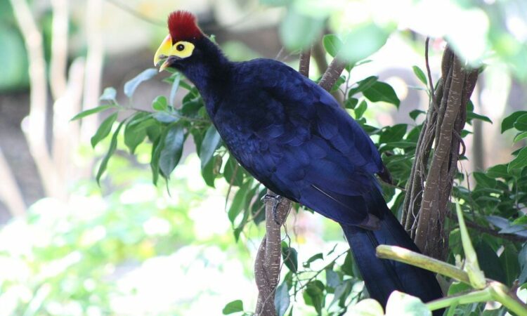 What birds to see in Mubwindi Swamp on Uganda birding safari